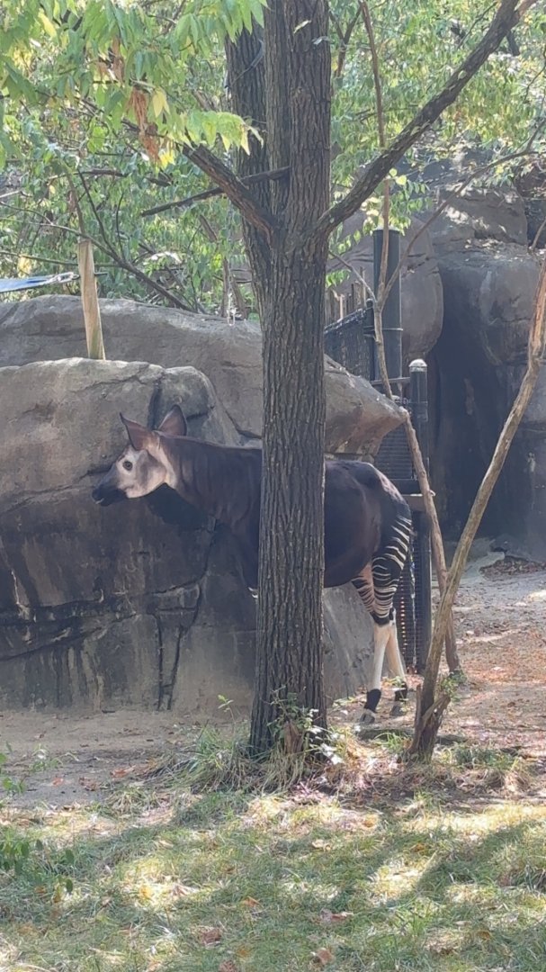 Okapi