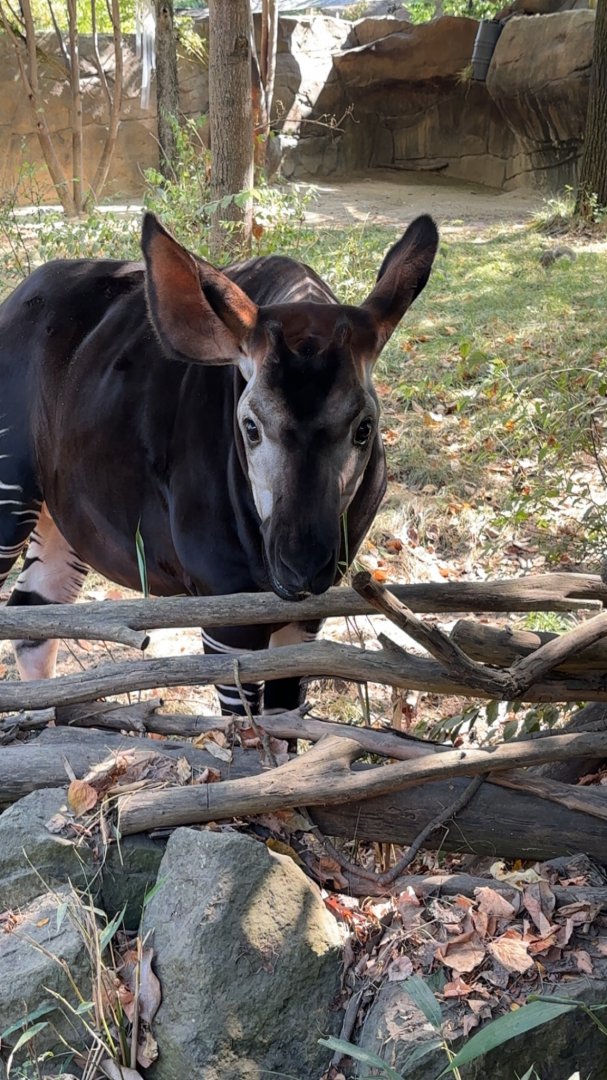 Okapi