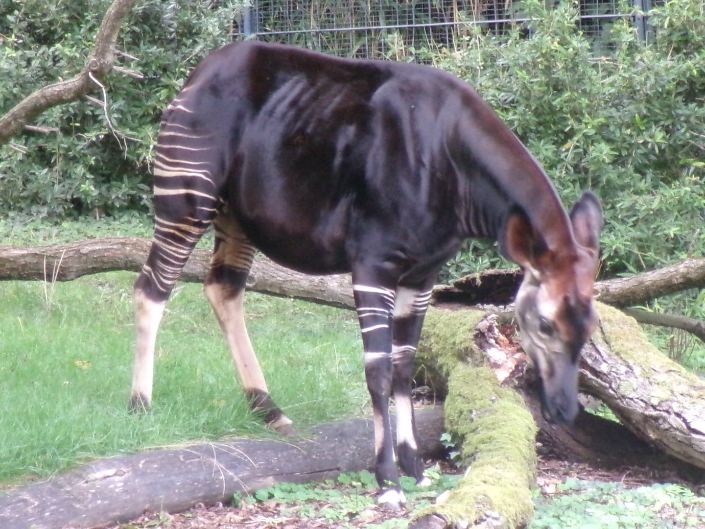 Okapi