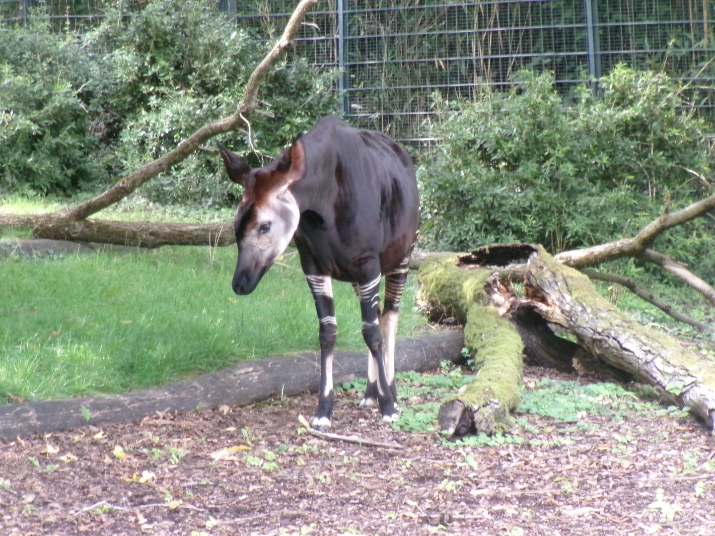 Okapi