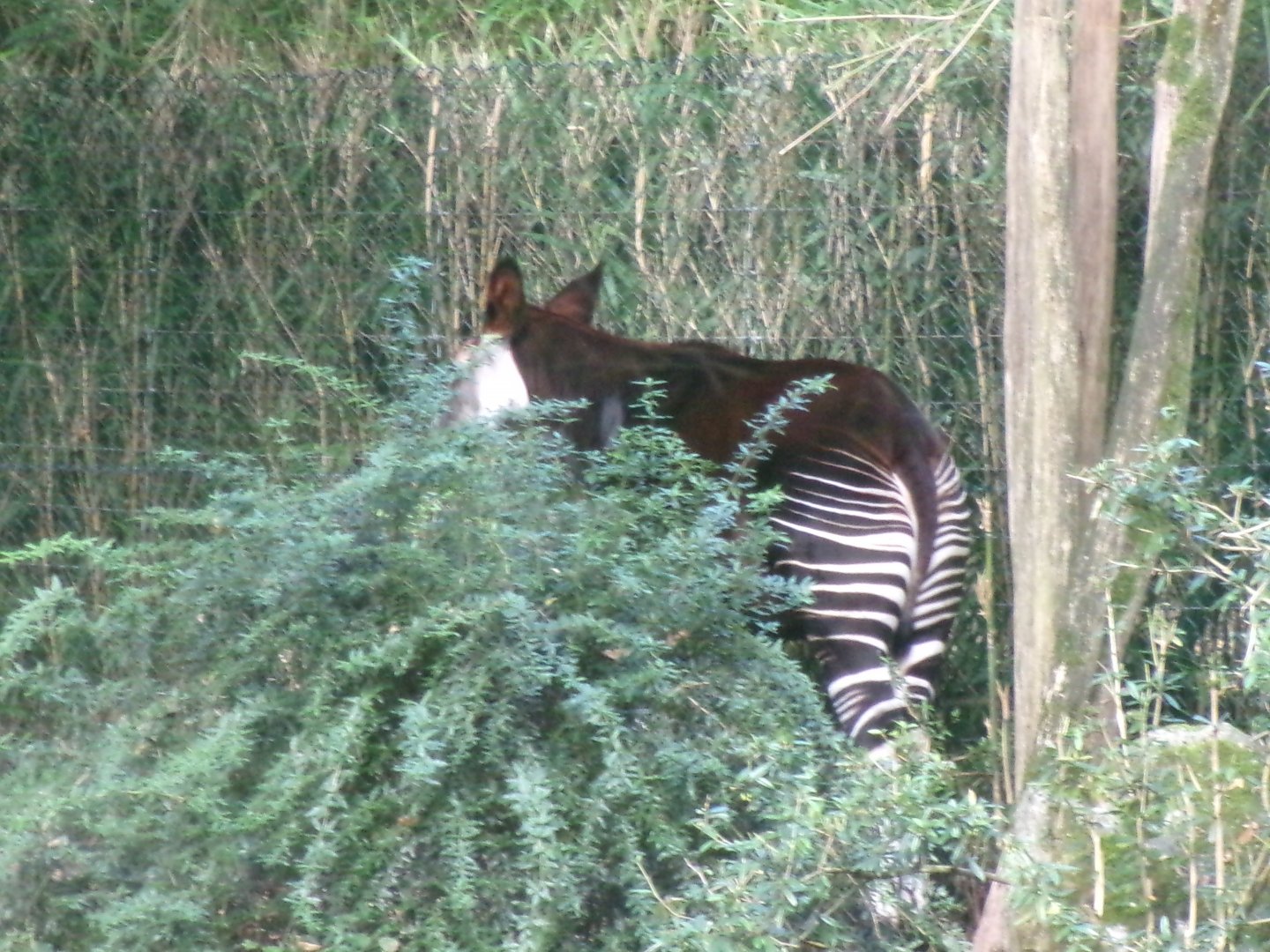 Okapi