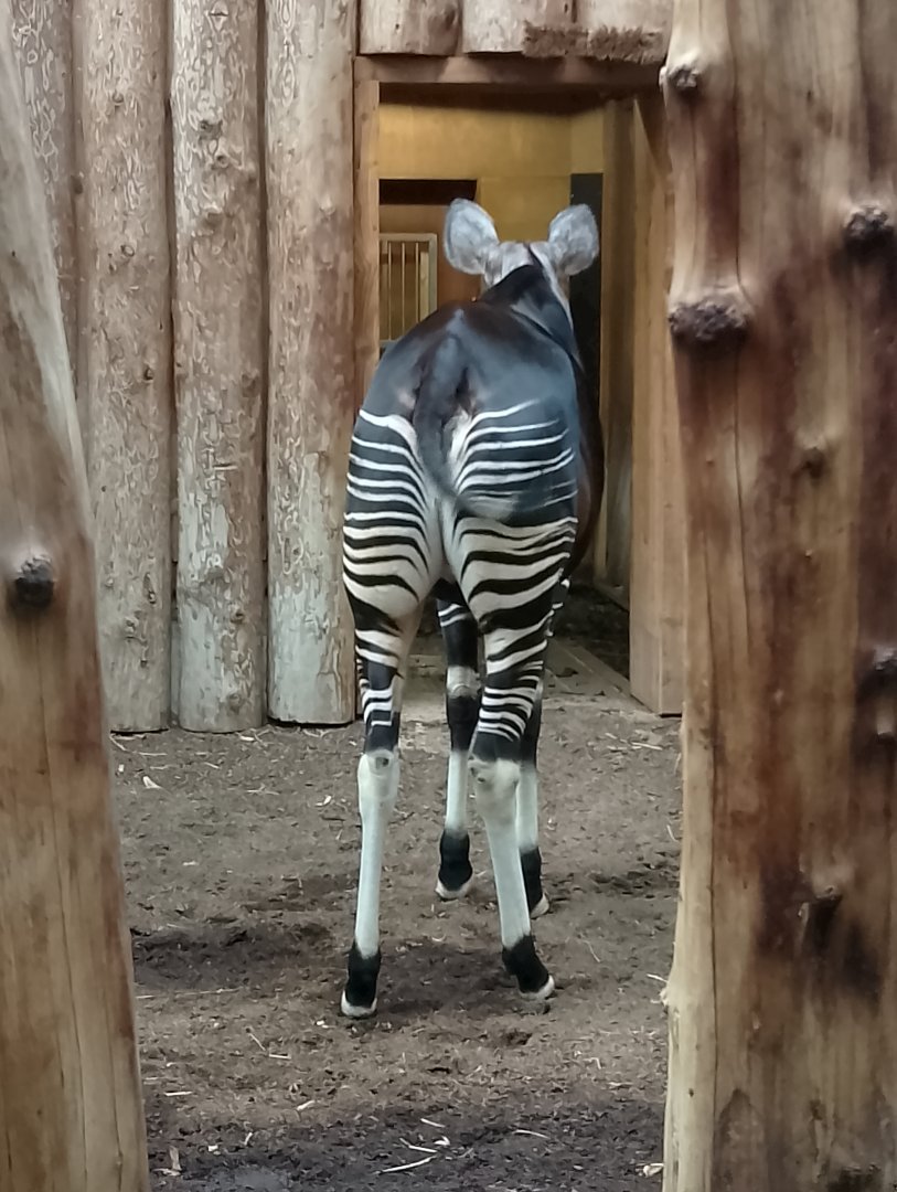 Okapi