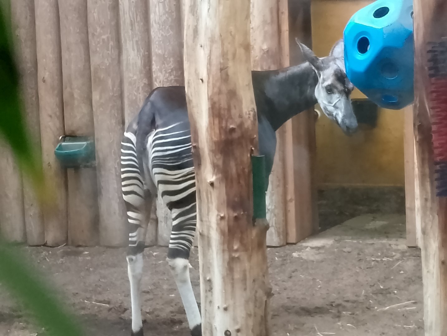 Okapi