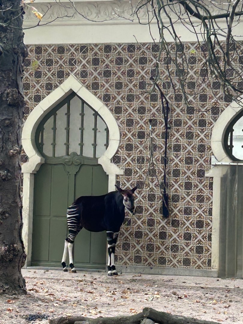 Okapi
