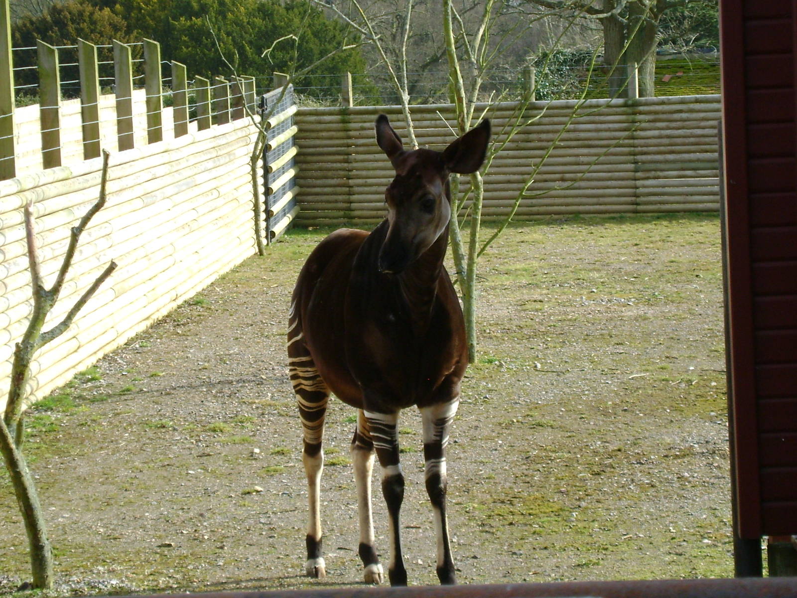 Okapi