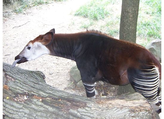 Okapi