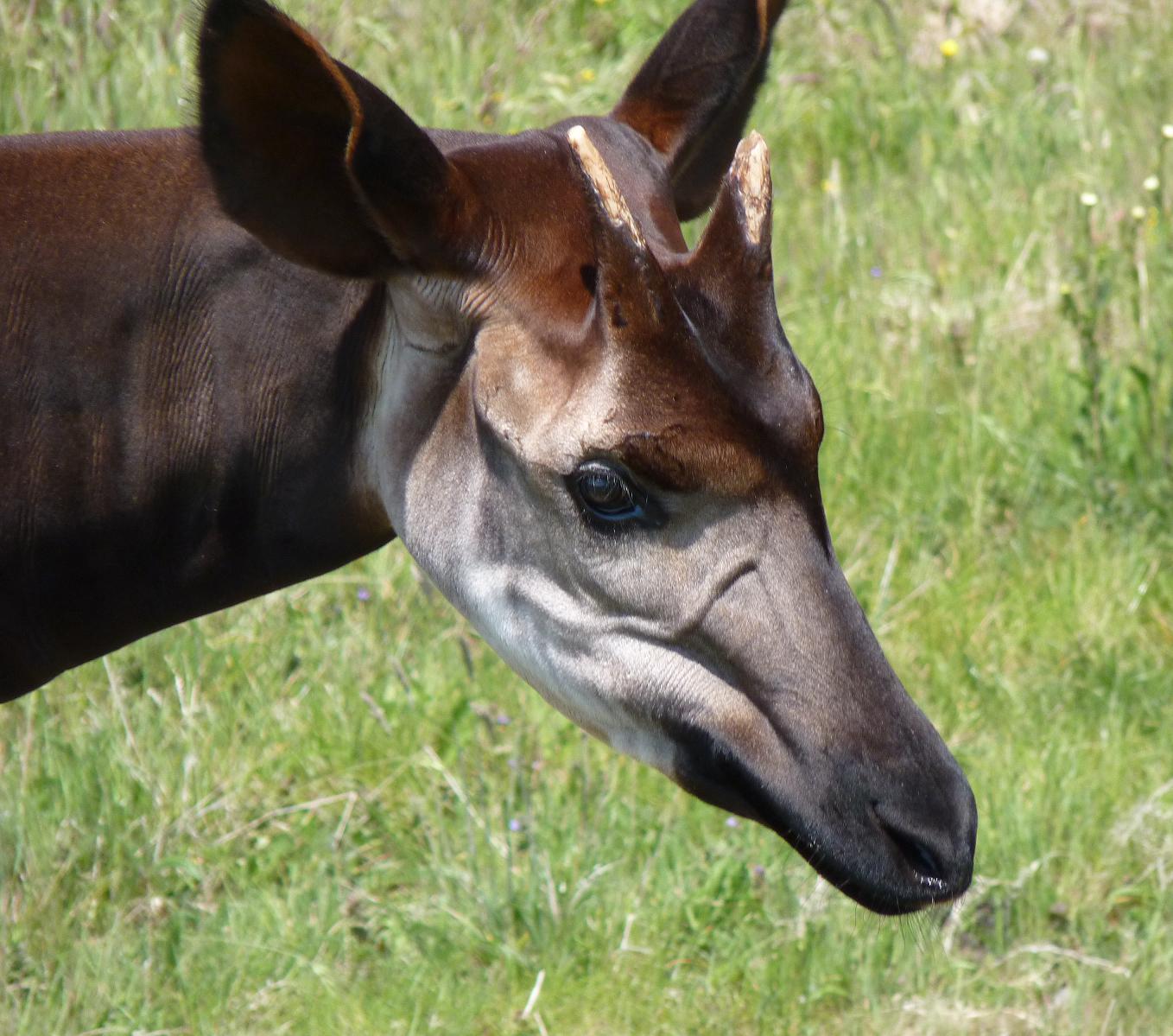 Okapi