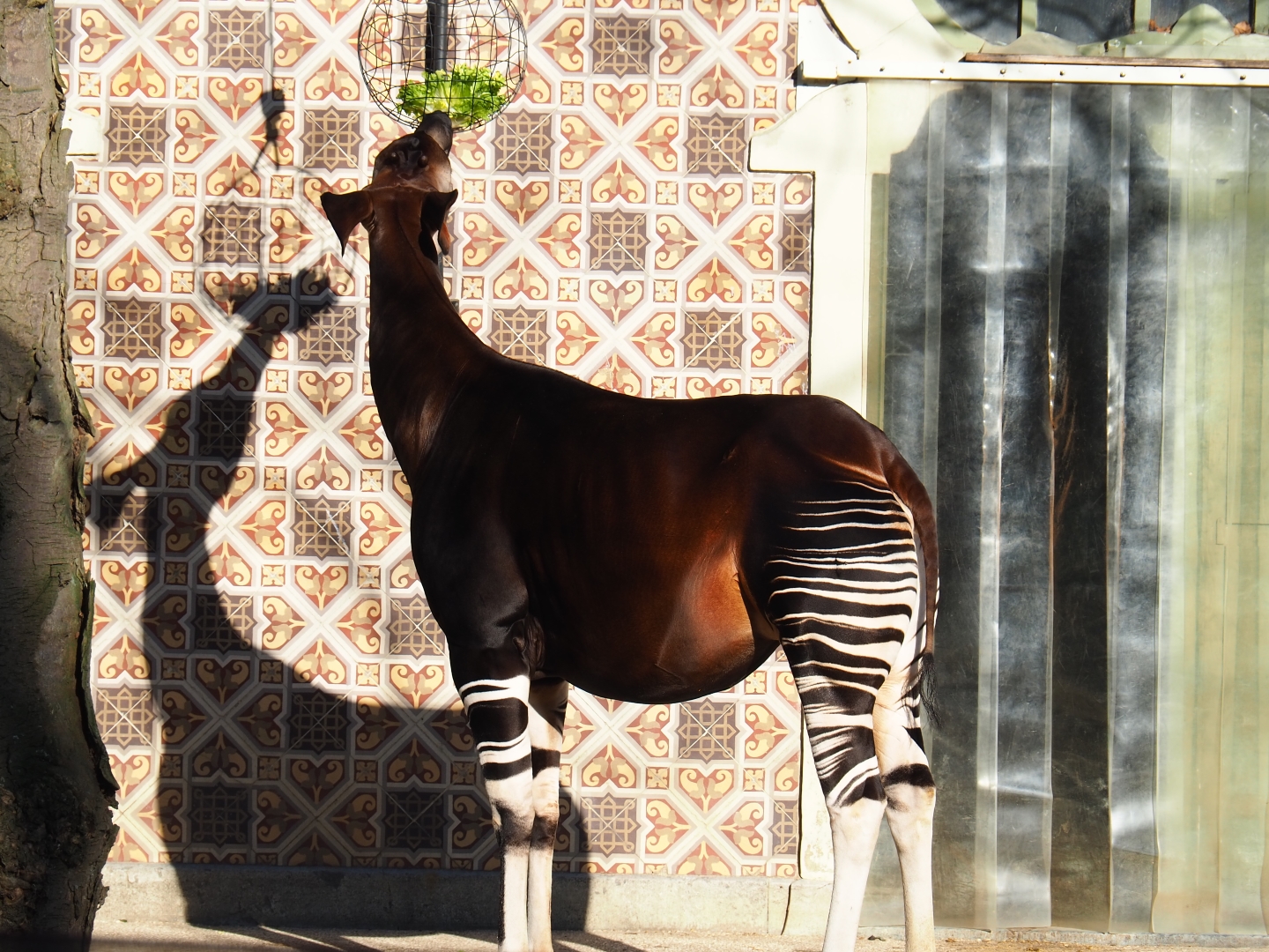 Okapia johnstoni (Feb 27th, 2019)