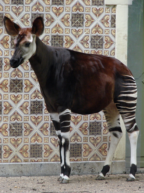 Okapia johnstoni / Okapi (female Hakima ISB 606)