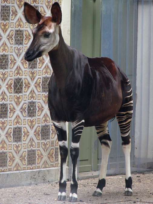 Okapia johnstoni / Okapi (female Yenthe ISB 487)
