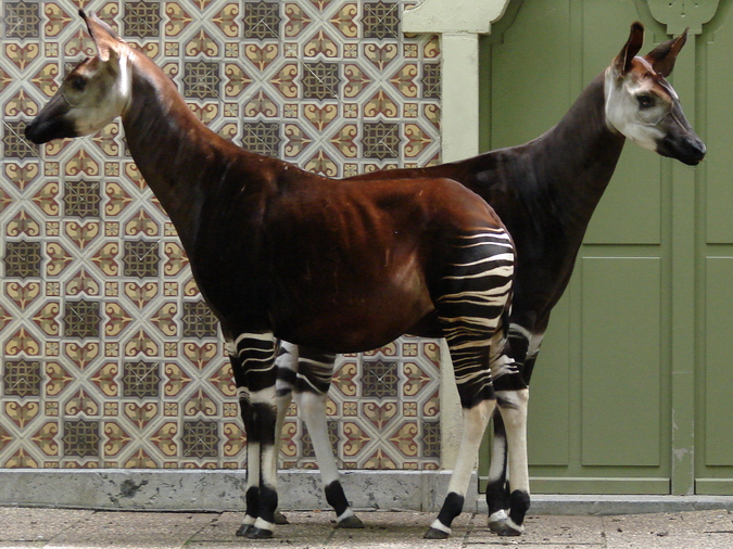 Okapia johnstoni / Okapi (females Yenthe and Hakima)