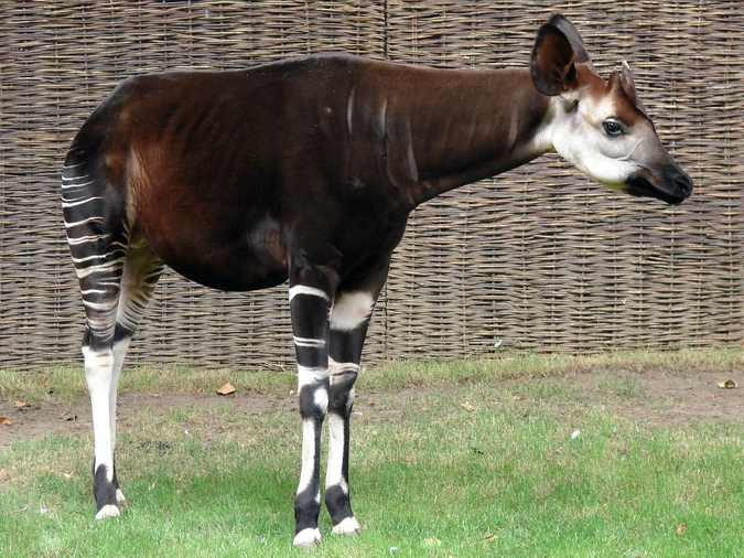 Okapia johnstoni / Okapi (male Bondo ISB-531)