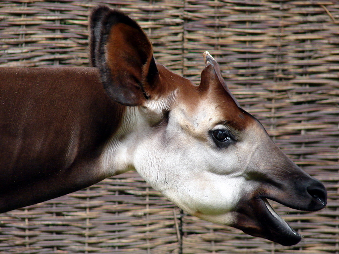 Okapia johnstoni / Okapi (male Bondo ISB-531)