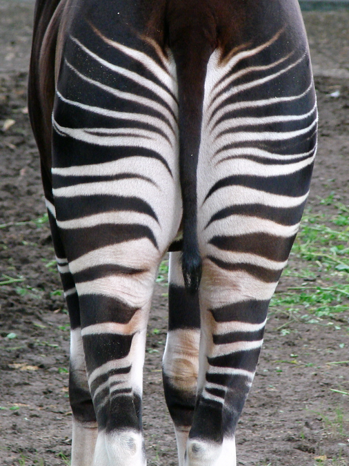 Okapia johnstoni  / Okapi  (male Bondo ISB-531)