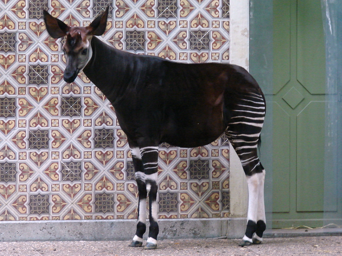 Okapia johnstoni / Okapi  (male Jabari ISB-636)