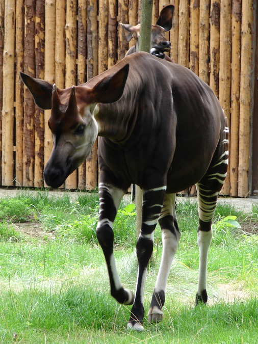 Okapia johnstoni / Okapi (male Libembe ISB-592)