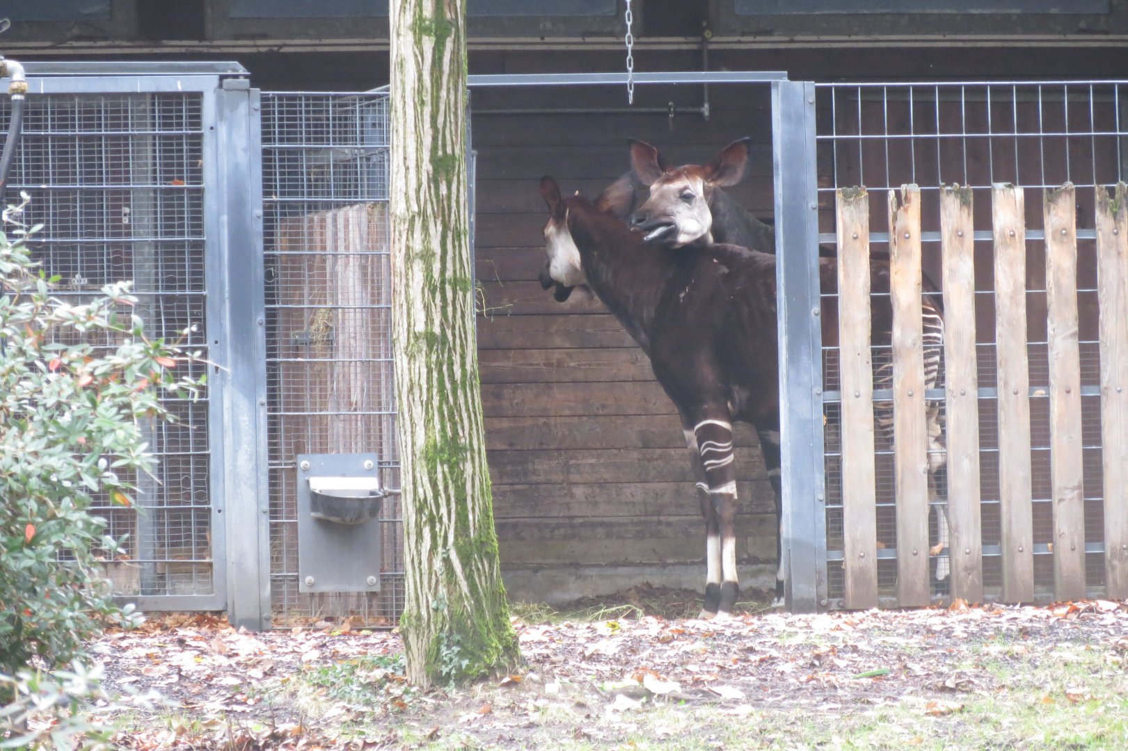 Okapis 031218