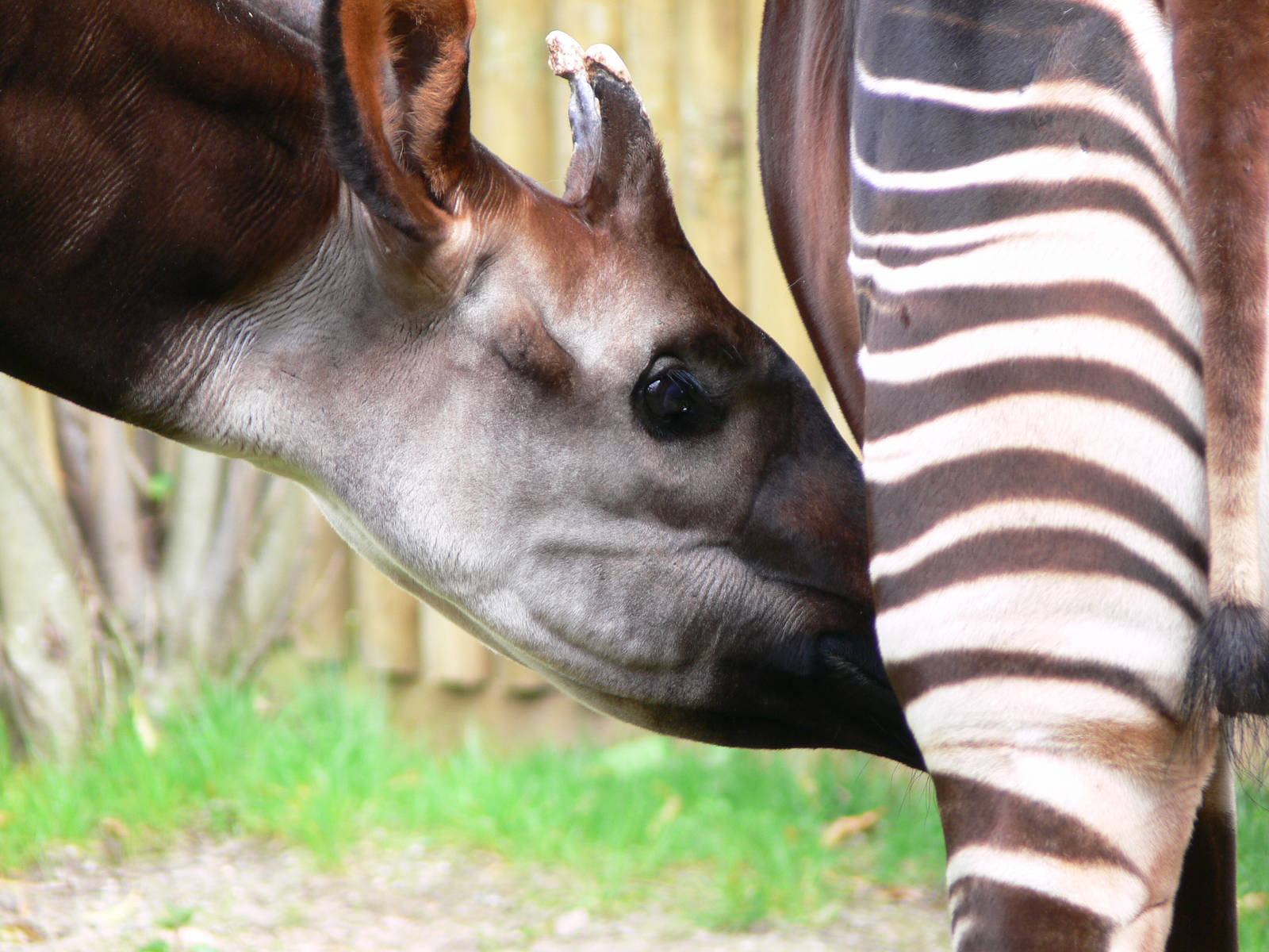 Okapis at Chester Zoo, 14/04/14