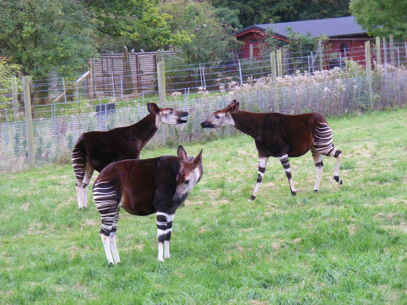 Okapis at Marwell Wildlife, 30 August 2009