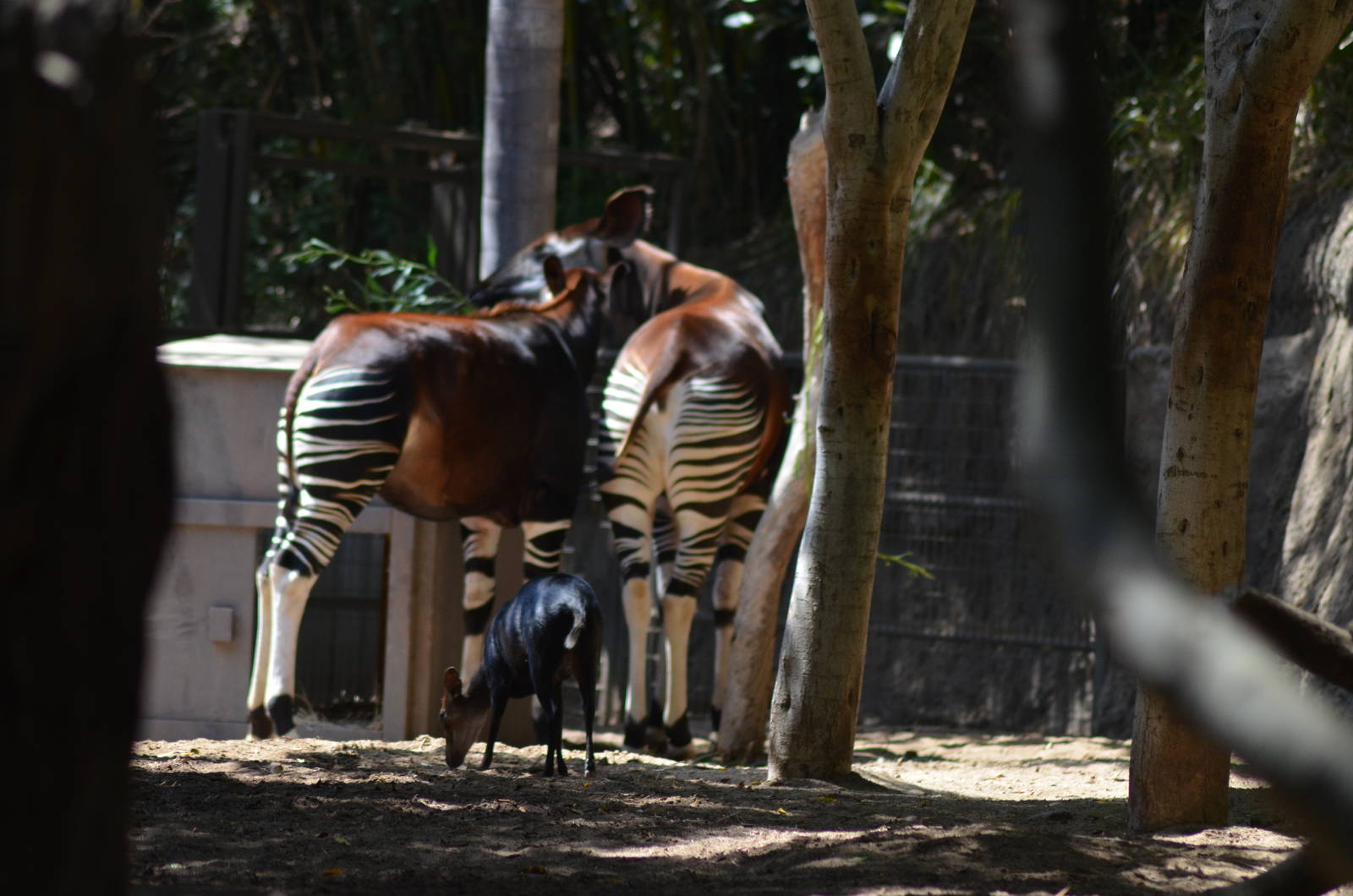 Okapis/Black Duiker