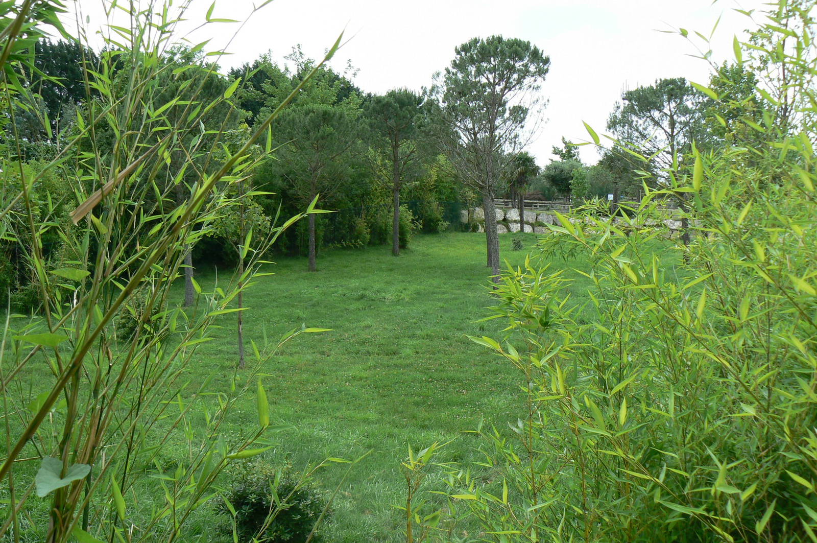 Okapis exhibit - first enclosure