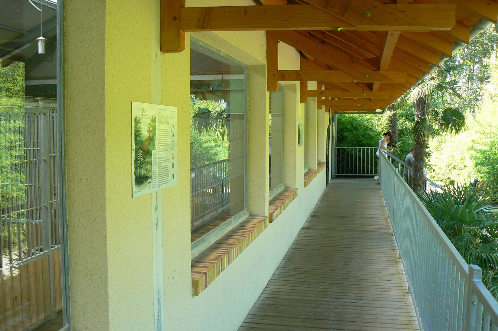 Okapis exhibit - In front of the okapis house