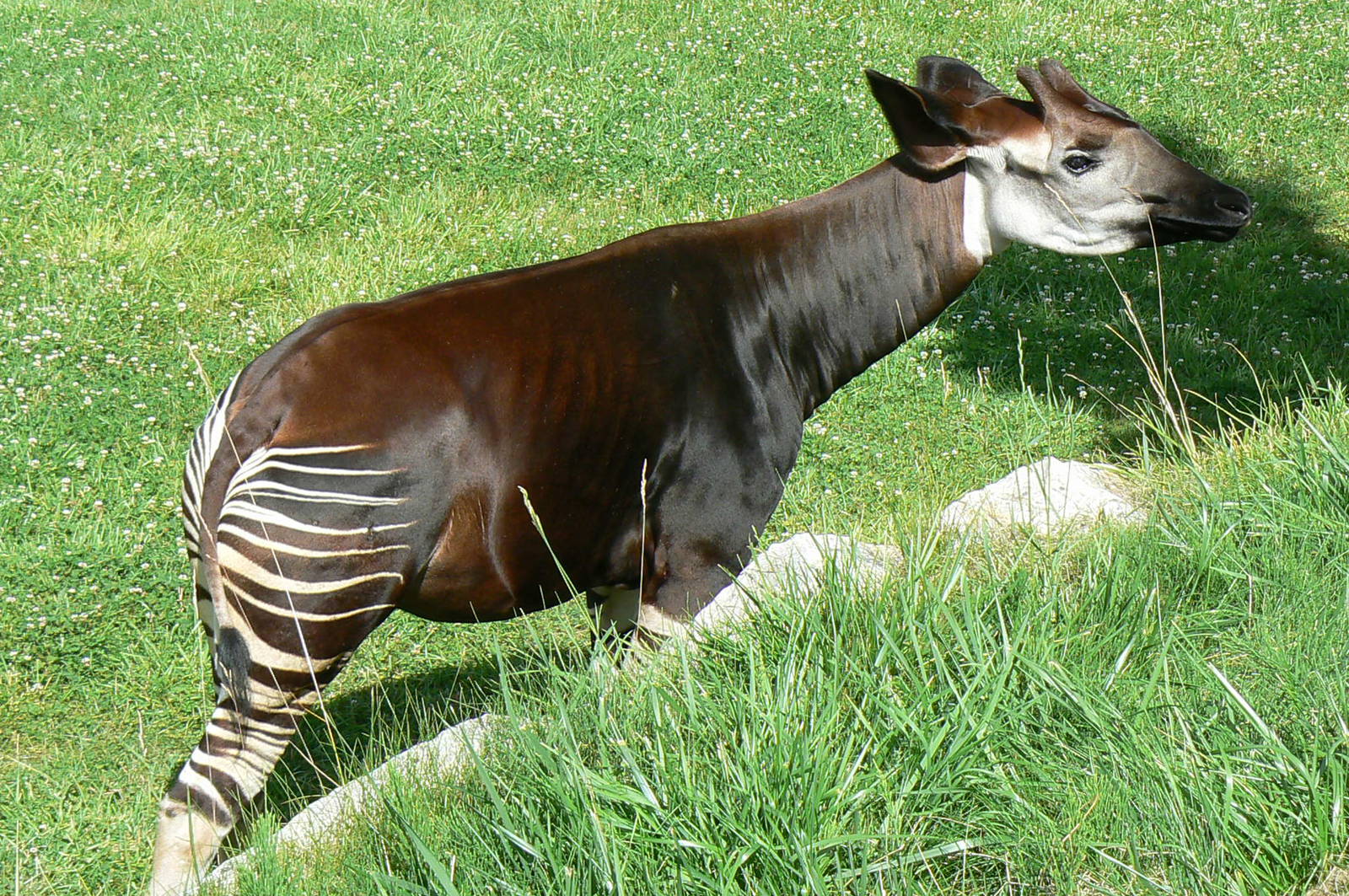 Okapis exhibit - okapi