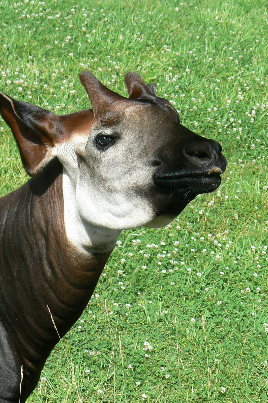 Okapis exhibit - okapi