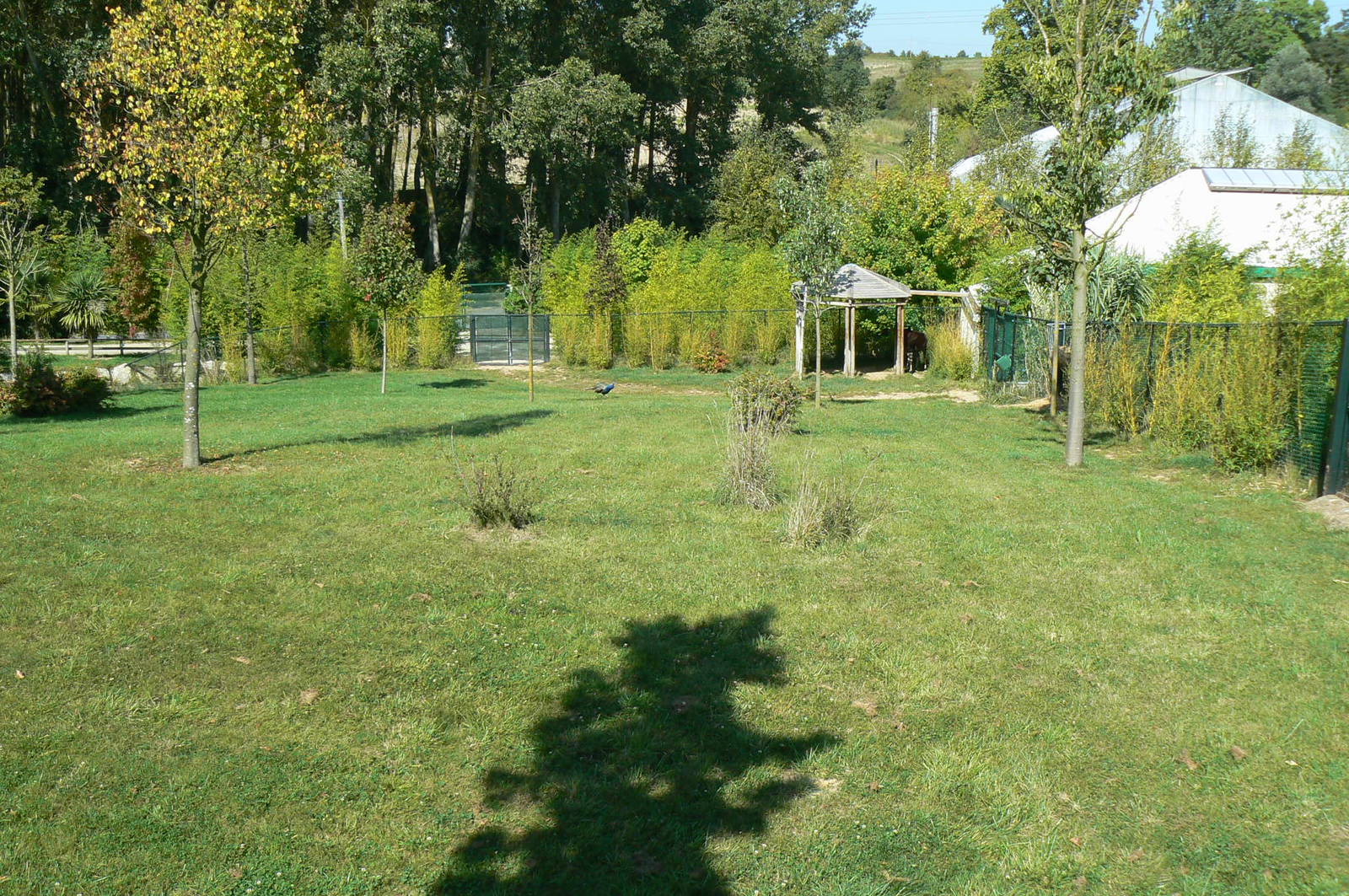 Okapis exhibit - Third enclosure