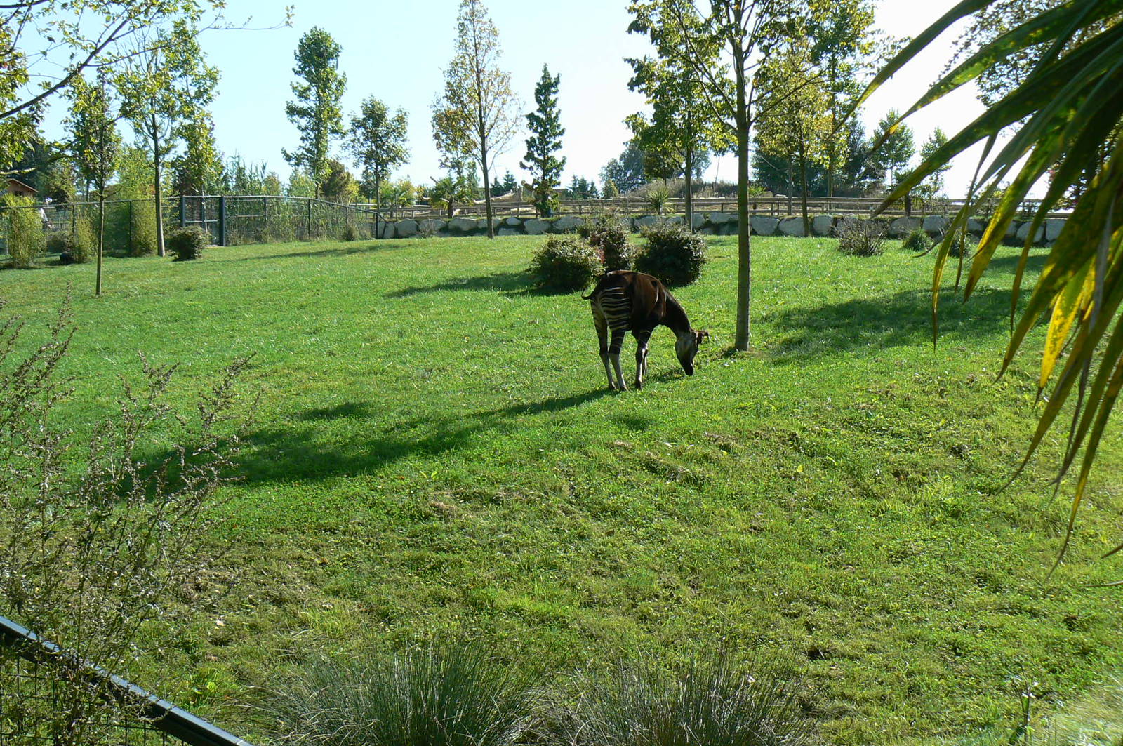 Okapis exhibit - third enclosure