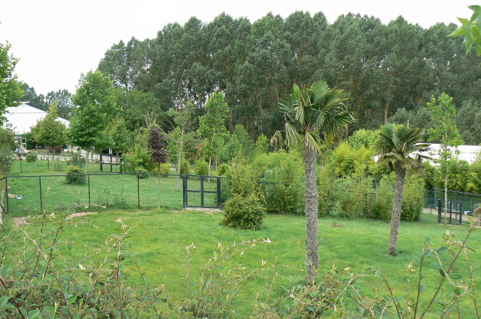 Okapis exhibit - View across the three enclosures