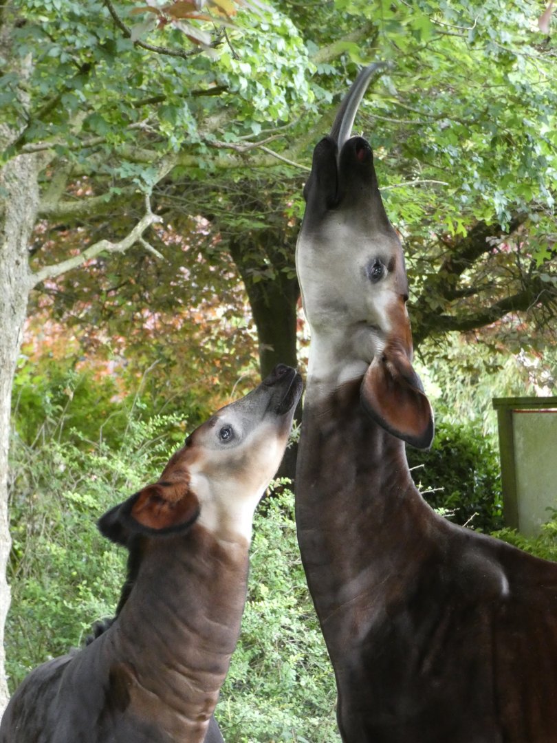 Okapis feeding