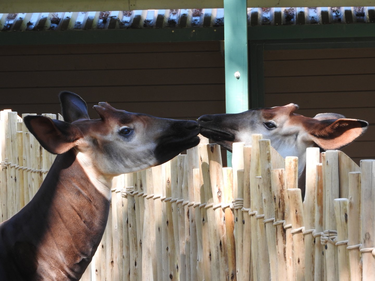 Okapis interacting
