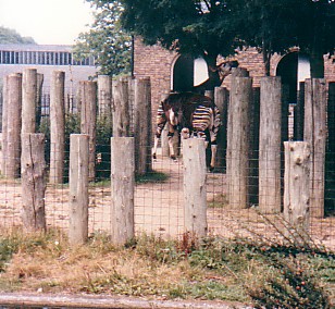 Okapis @ London zoo UK