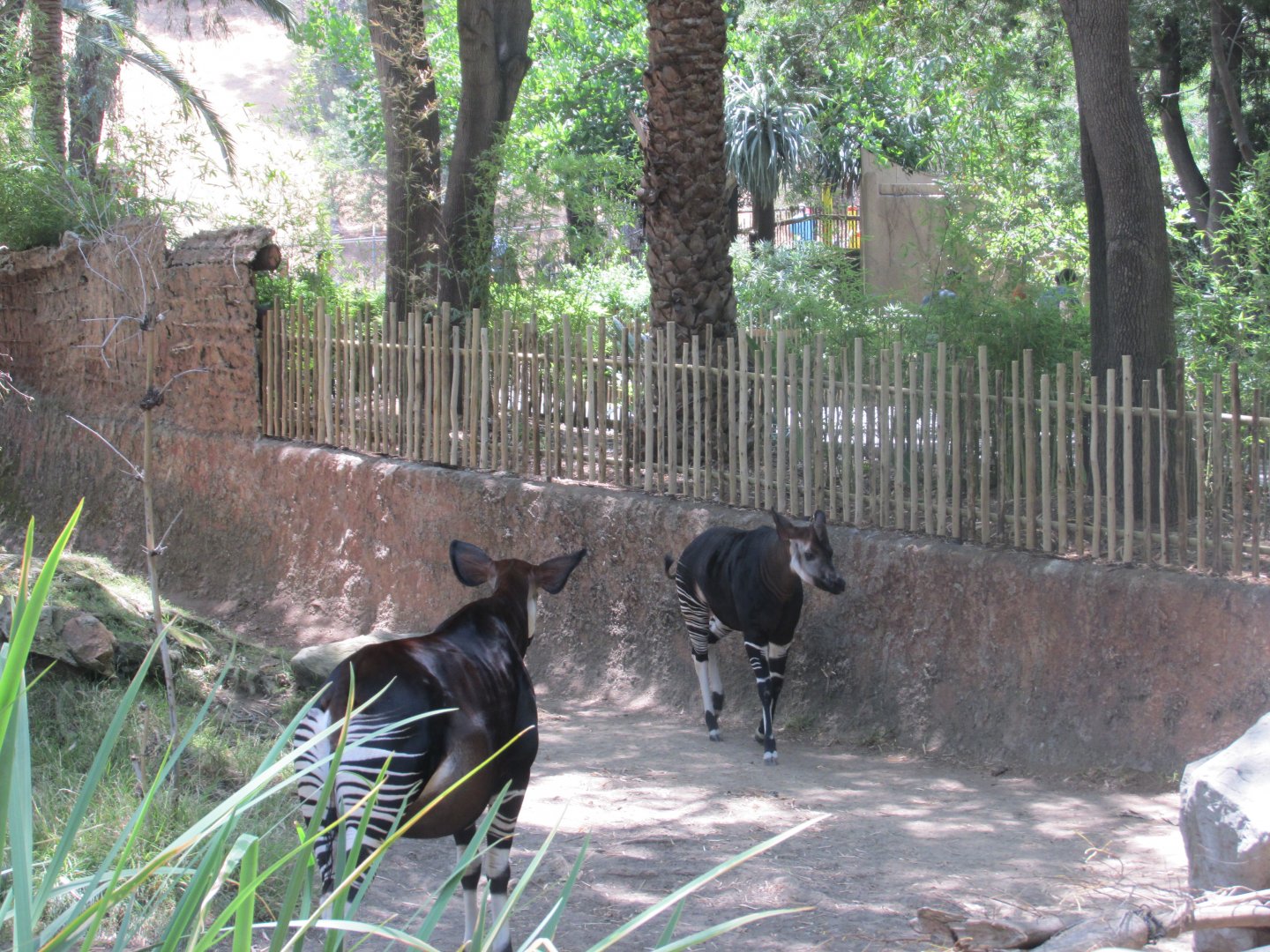 Okapis Los Angeles zoo 2017