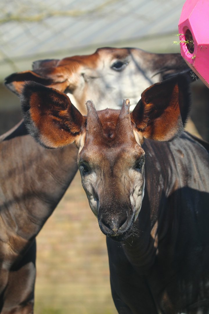 Okapis- Mzimu (m) and Oni (f)- 19th March 2025