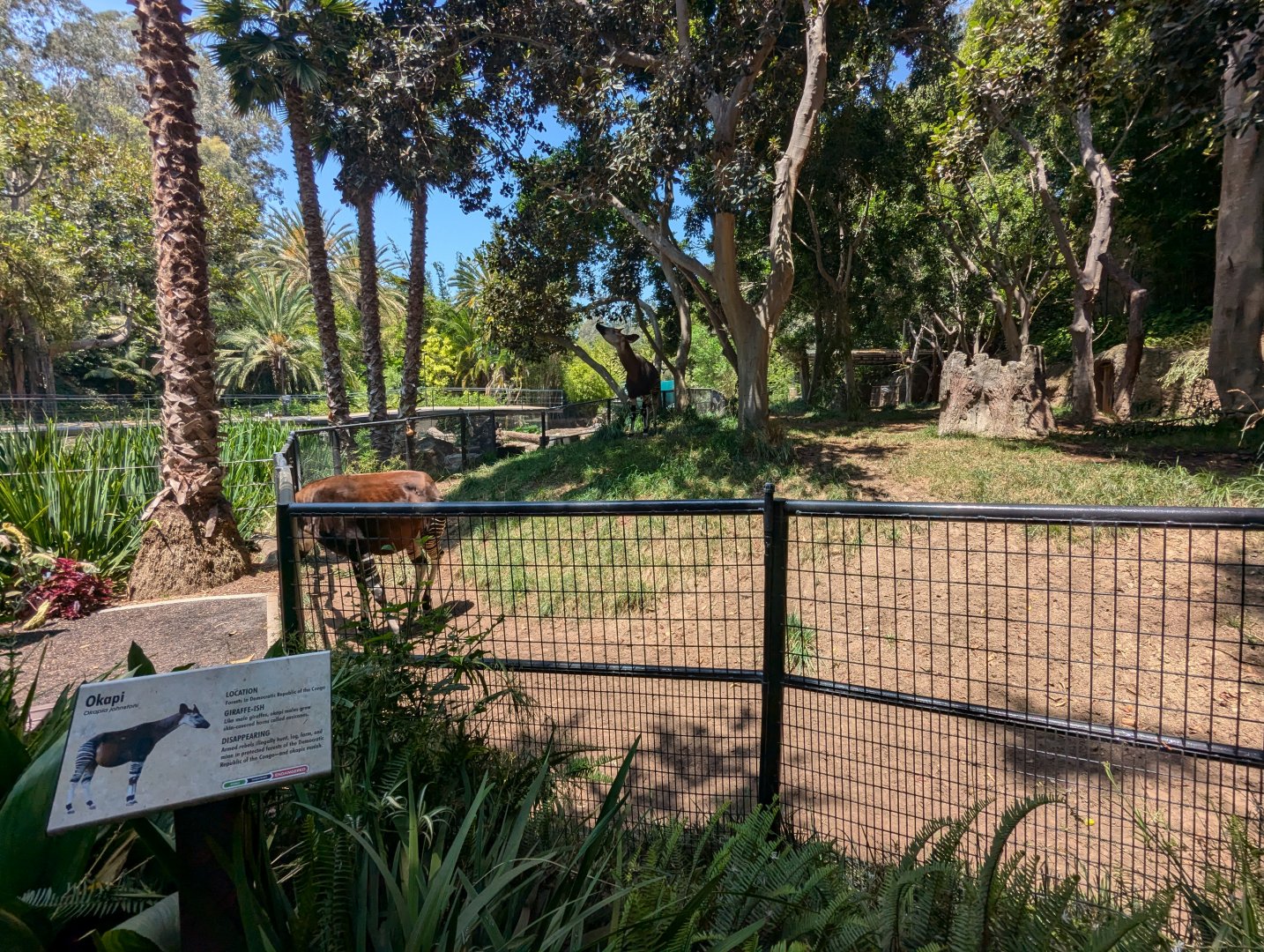 Okapis Next to Hippos
