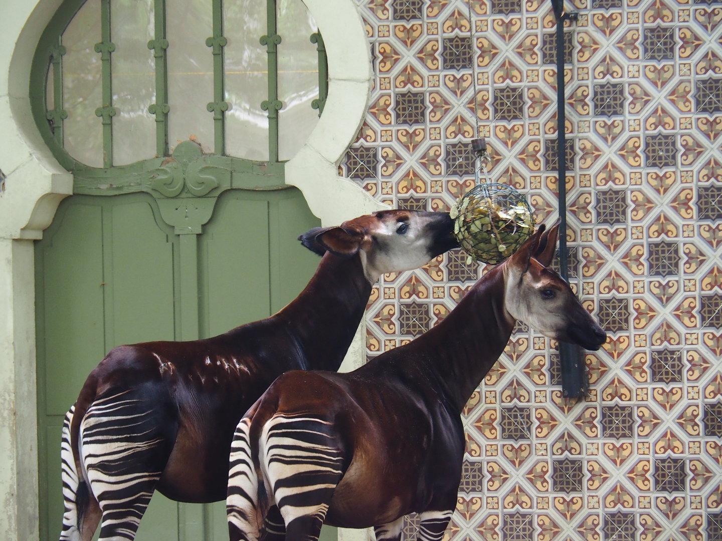 Okapis (Okapi johnstoni)