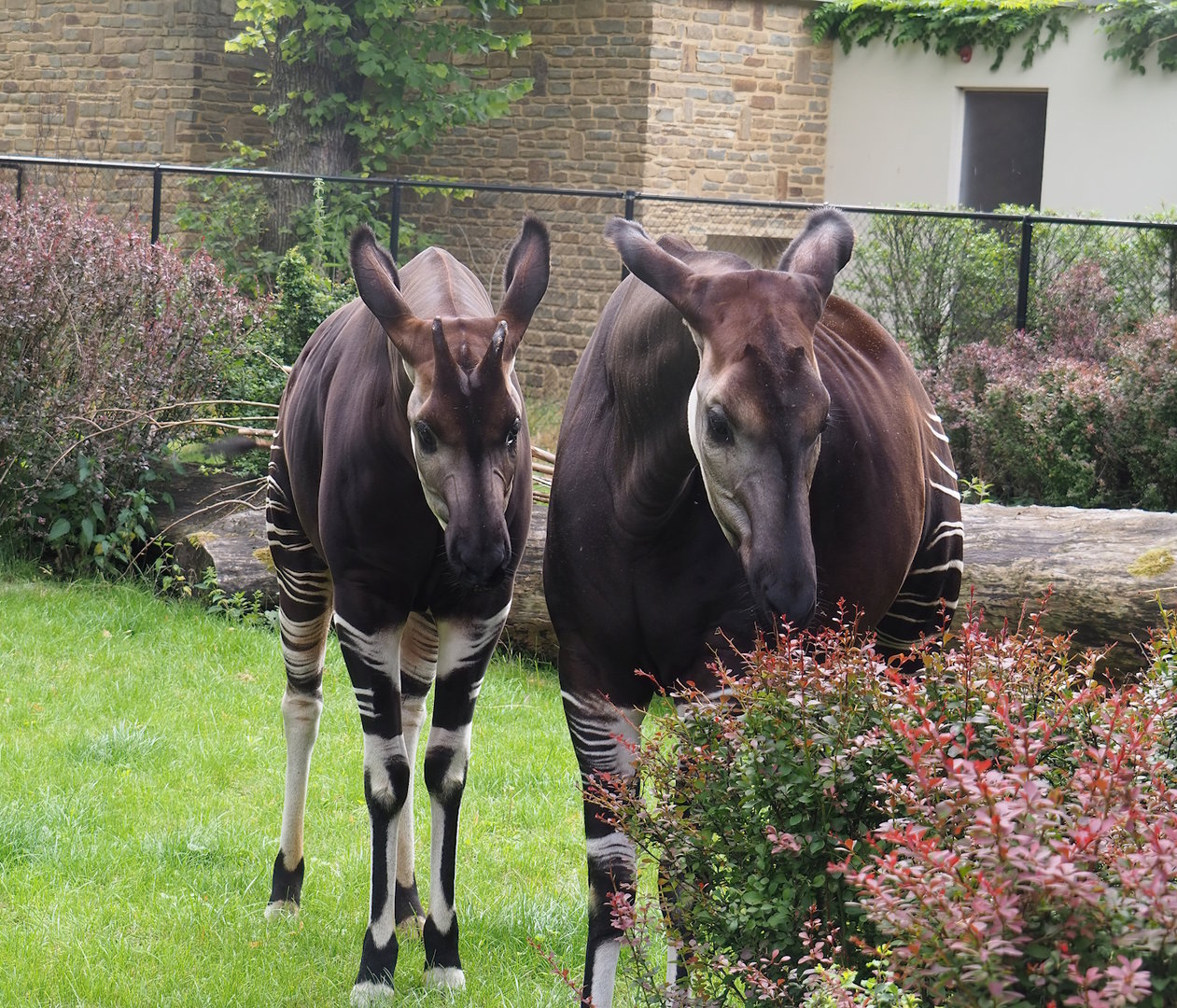 Okapis (Okapia johnstoni), 2022-07-10