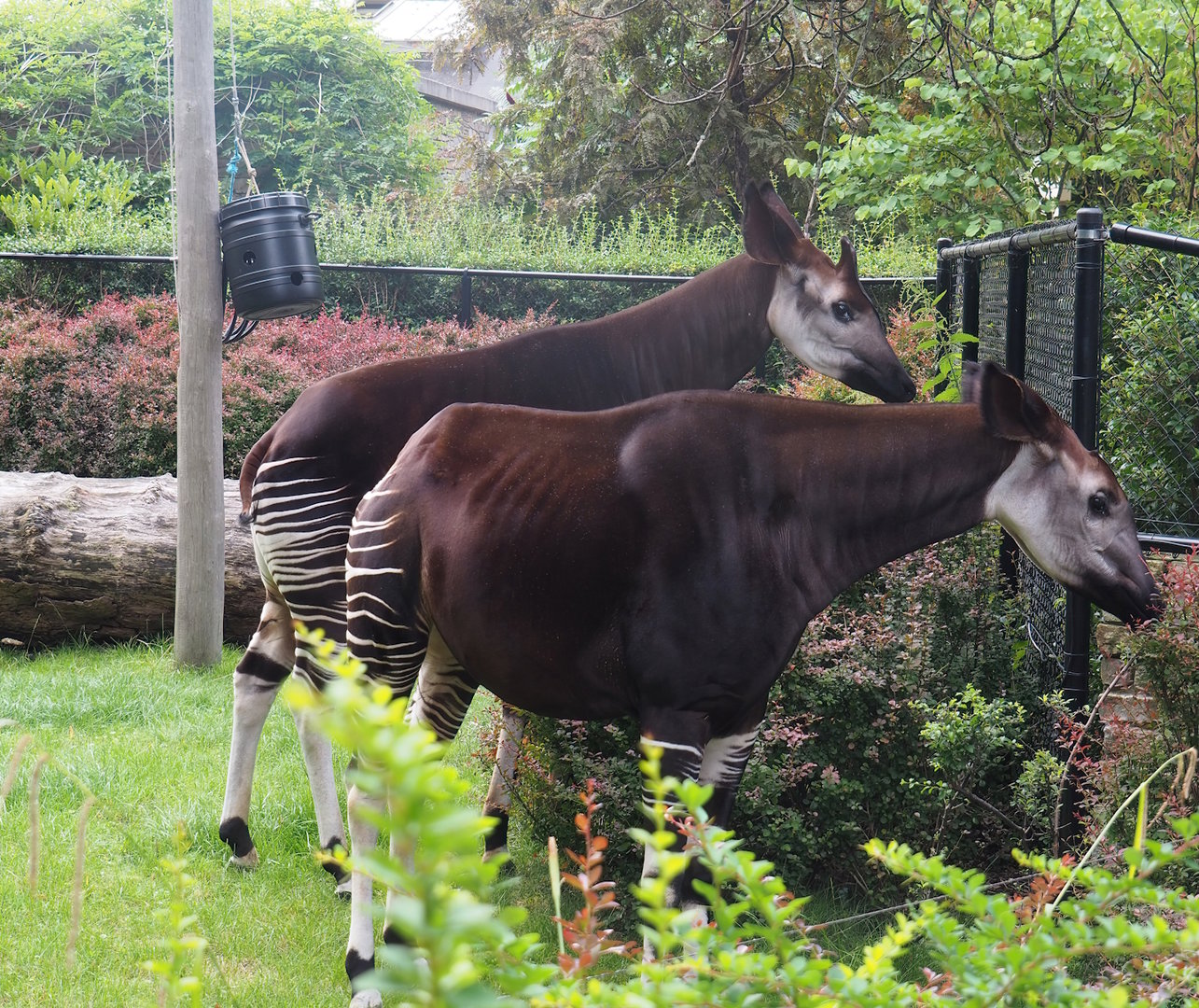 Okapis (Okapia johnstoni), 2022-07-10