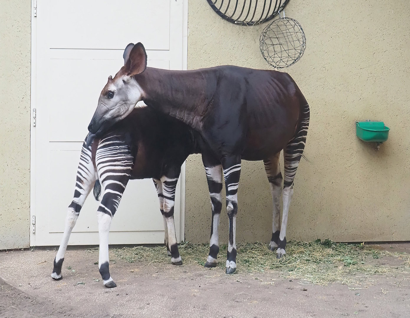 Okapis (Okapia johnstoni), 2022-10-29
