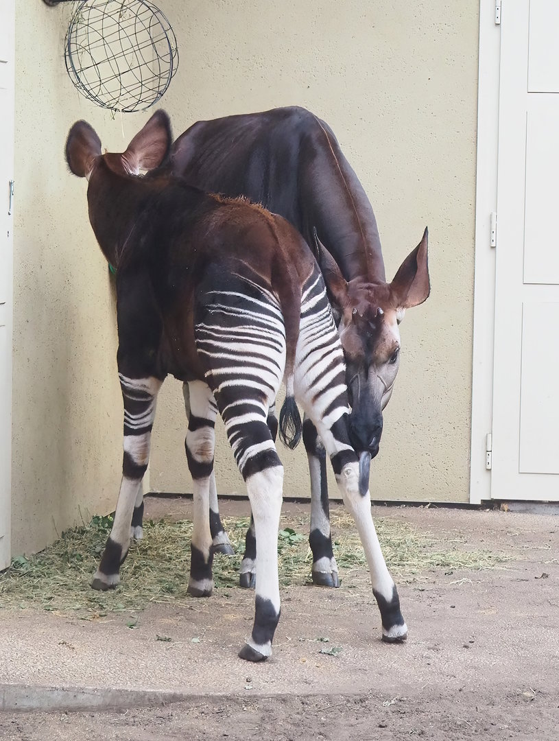 Okapis (Okapia johnstoni), 2022-10-29