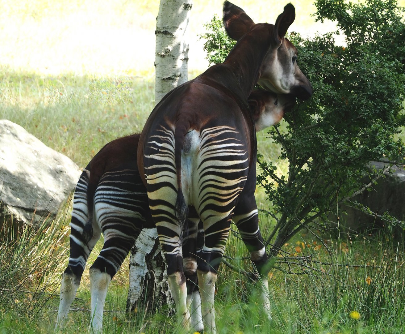 Okapis (Okapia johnstoni), 2023-08-15