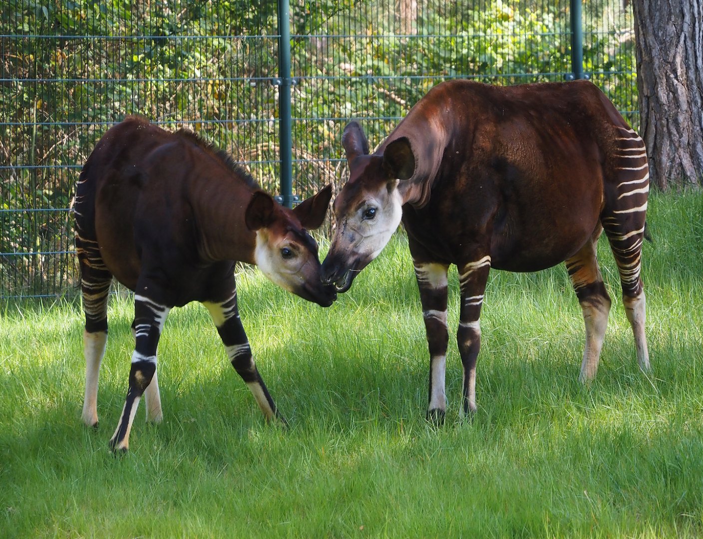 Okapis (Okapia johnstoni), 2025-04-30