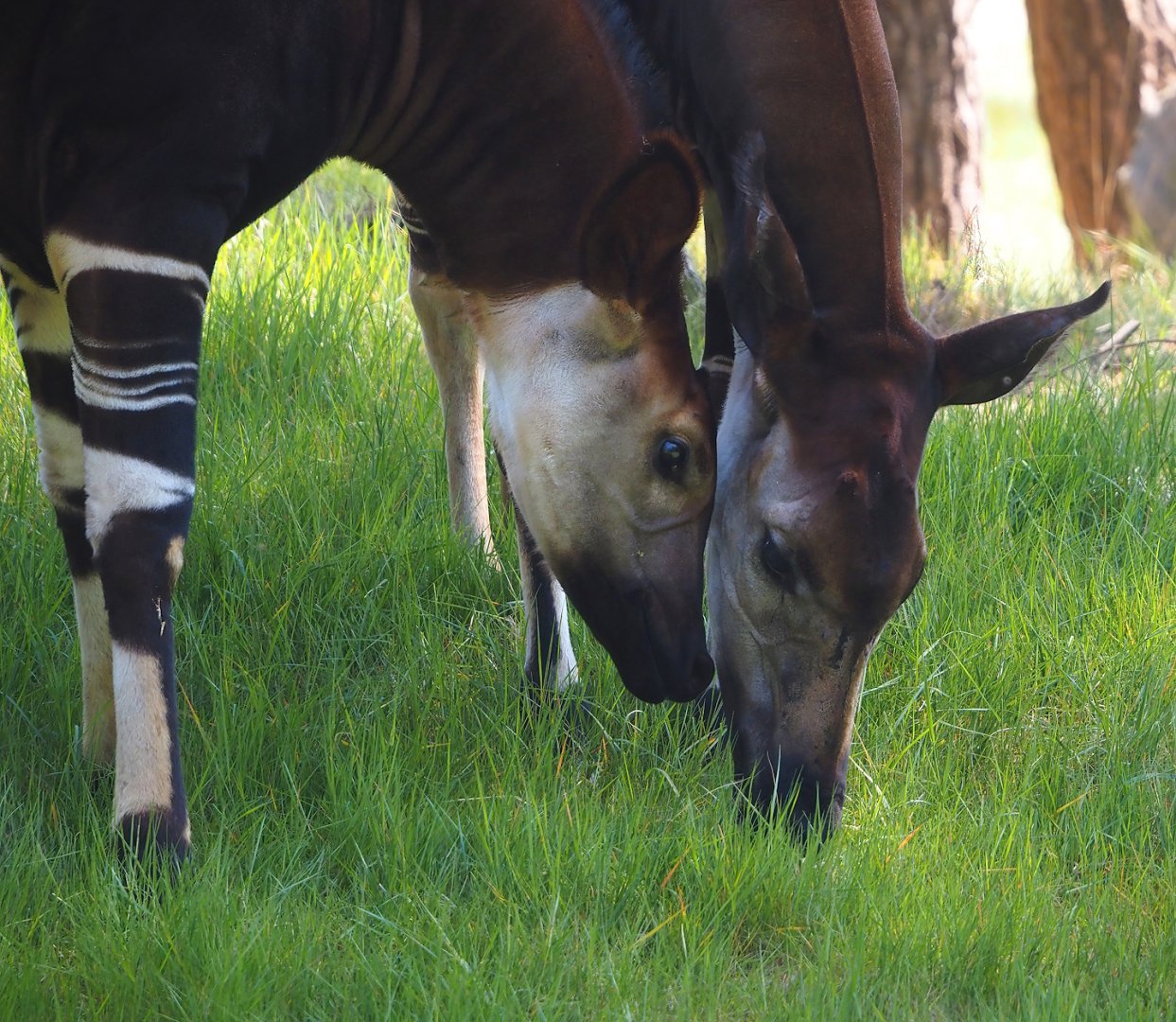 Okapis (Okapia johnstoni), 2025-04-30