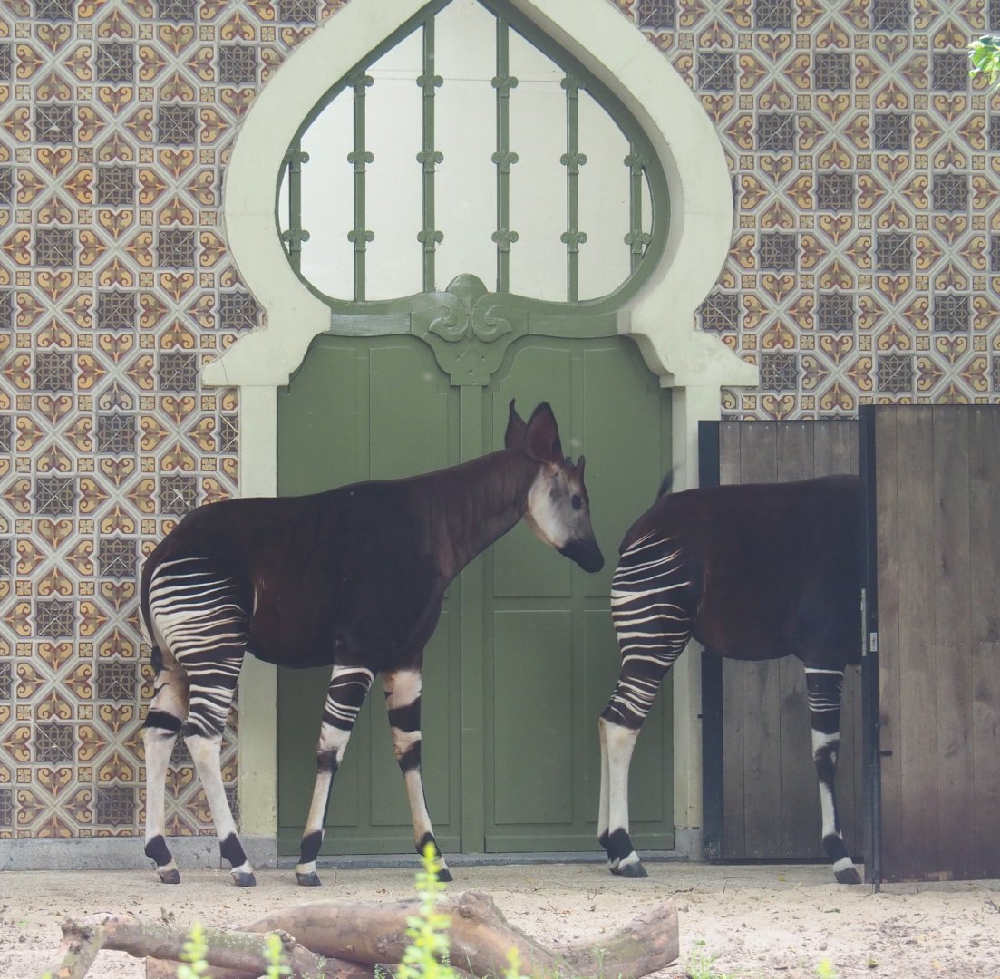 Okapis (Okapia johnstoni) outside the Moorish Temple, 2021-06-12
