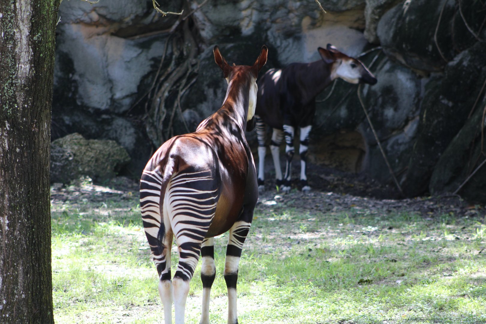 Okapis (Okapia johnstoni)