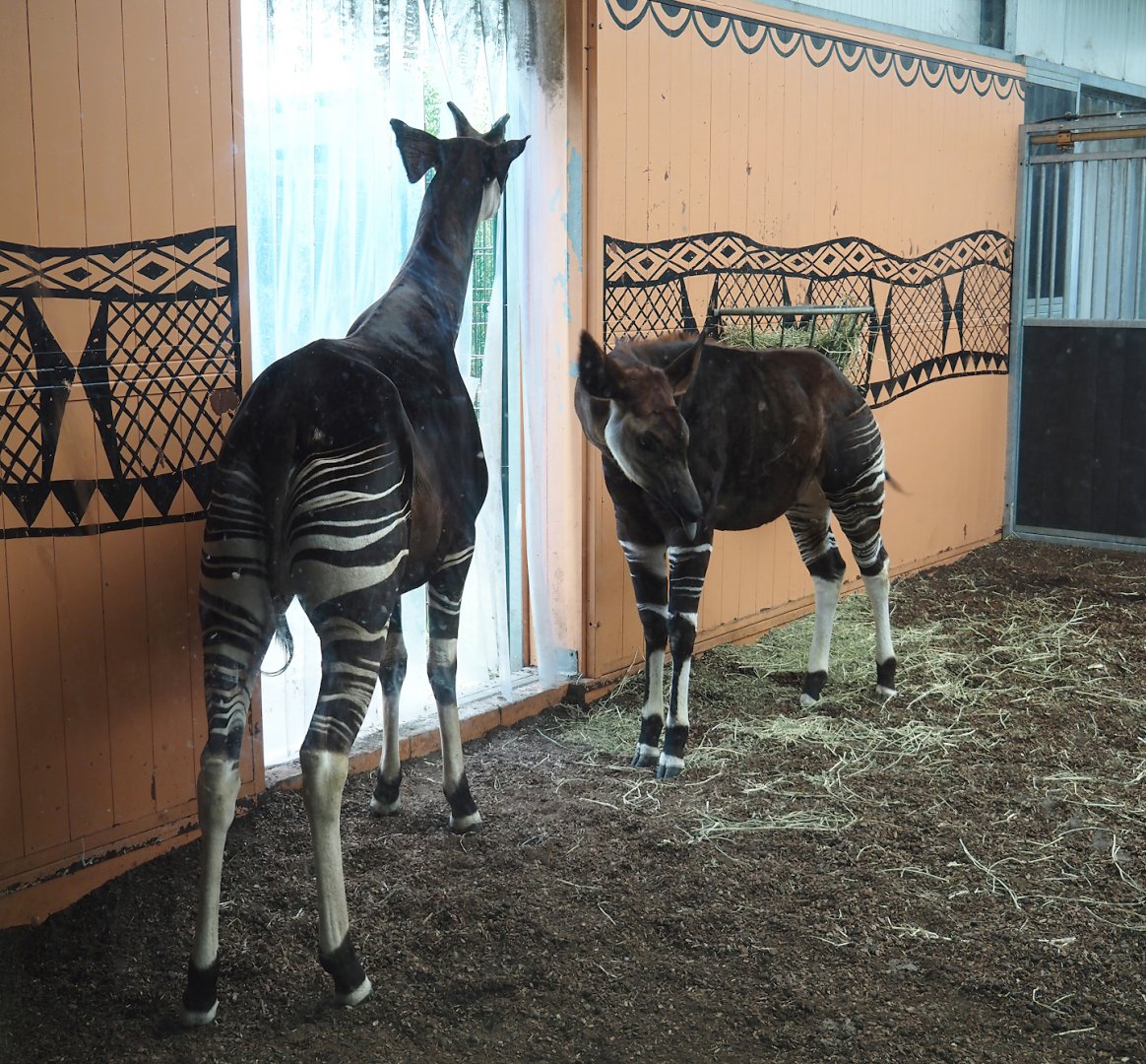 Okapis (Okapia johnstsoni), 2024-04-06