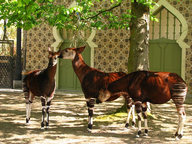 Okapis
