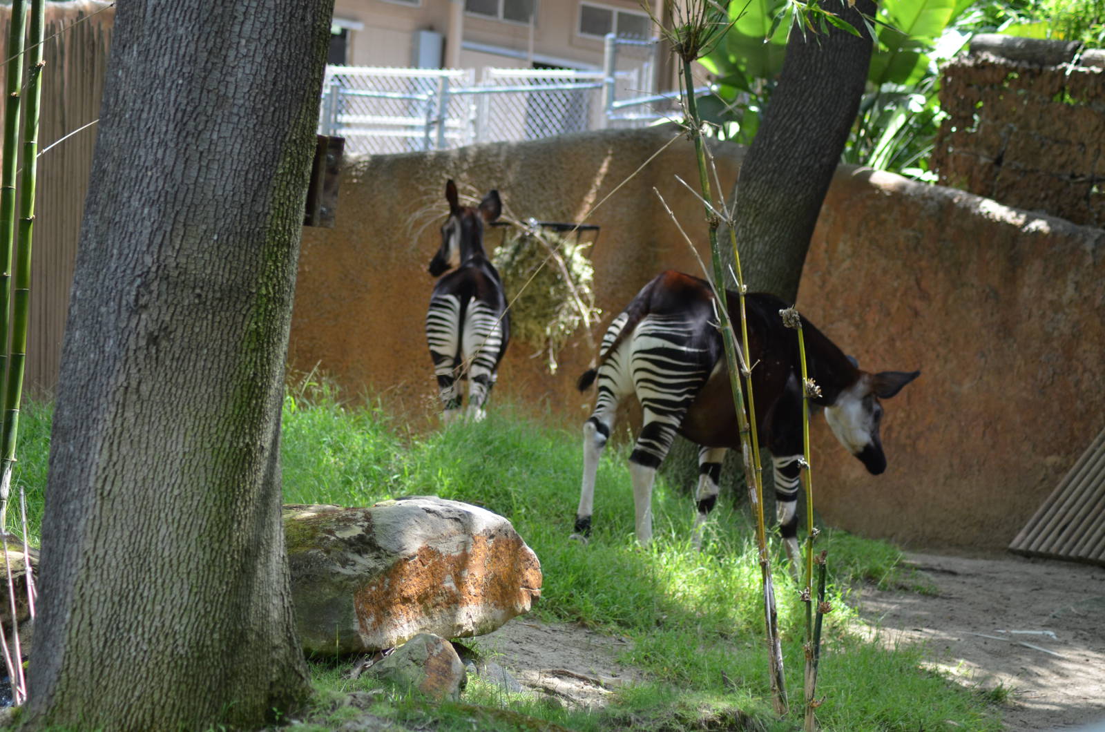 Okapis